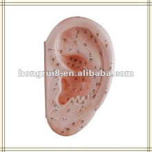 ISO 40CM Модель уха для акупунктуры человека